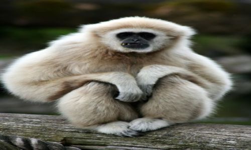 Zdjecie IRLANDIA / - / Fota Wildlife Park / Zbek