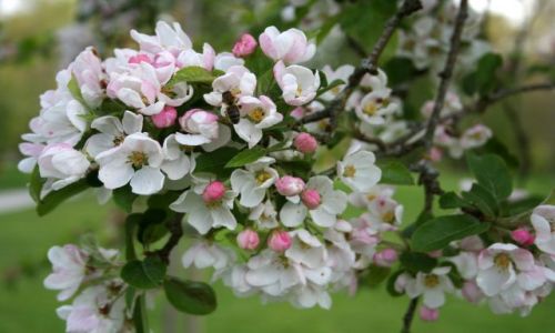 Zdjęcie IRLANDIA / - / BLARNEY / Zapyl mnie.