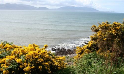 Zdjęcie IRLANDIA / - / Hrabstwo Kerry. / Z drogi N86. Groszek Polny.