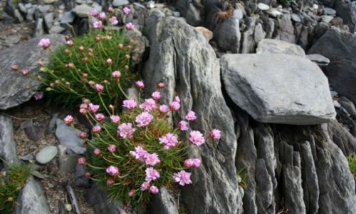 Zdjęcie IRLANDIA / - / przy drodze R566 / Zawciąg nadmorski (Armeria maritima)