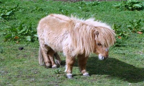 Zdjecie IRLANDIA / Kerry Bog Village / Glenbeigh / Konik, nie na biegunach.