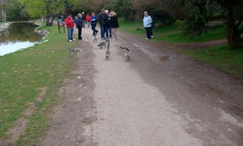Zdj�cie IRLANDIA / - / Fota / Fota Wildlife Park #6
