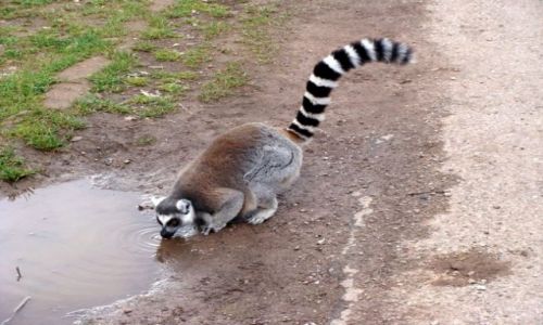 Zdj�cie IRLANDIA / - / Fota / Fota Wildlife Park #7