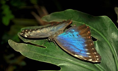 Zdjęcie IRLANDIA / - / okolice Swords(farma motyli) / Motyl