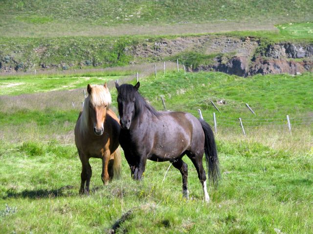 Zdjęcia: gdzies w drodze, zachód, niewatpliwie para, ISLANDIA Zdjęcia: gdzies w drodze, zachód, niewatpliwie para, ISLANDIA