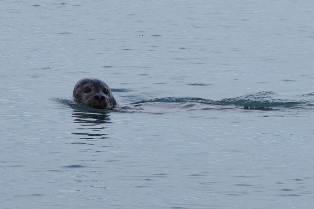 Zdj cia: Jökulsárlón, Jökulsárlón, Islandzka foka, ISLANDIA Zdj cia: Jökulsárlón, Jökulsárlón, Islandzka foka, ISLANDIA