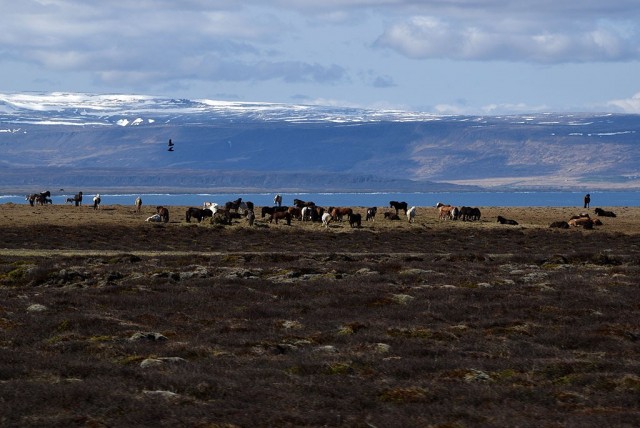 Zdj cia: Islandia północna, Islandia północna, Islandzkie konie, ISLANDIA Zdj cia: Islandia północna, Islandia północna, Islandzkie konie, ISLANDIA
