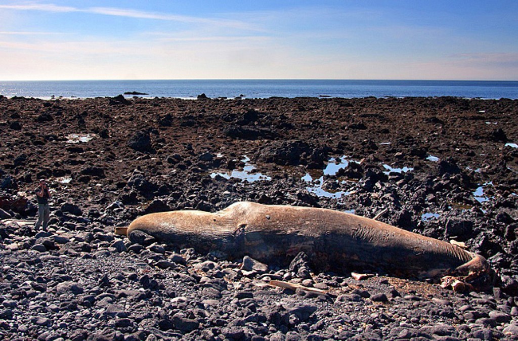 Zdjęcia: Klofningsrett, Wschodnia Islandia, Wieloryb, ISLANDIA Zdjęcia: Klofningsrett, Wschodnia Islandia, Wieloryb, ISLANDIA