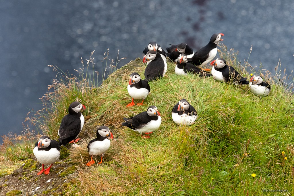 Zdjęcia: Dyrholaey, Dyrholaey, ISLANDIA Zdjęcia: Dyrholaey, Dyrholaey, ISLANDIA