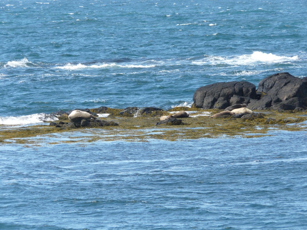 Zdjęcia: Islandia, Islandia, Mieszkańcy Islandii, ISLANDIA Zdjęcia: Islandia, Islandia, Mieszkańcy Islandii, ISLANDIA