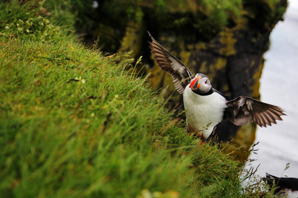Zdjęcia: Fiordy Zachodnie, Fiordy Zachodnie, Maskonur, ISLANDIA Zdjęcia: Fiordy Zachodnie, Fiordy Zachodnie, Maskonur, ISLANDIA