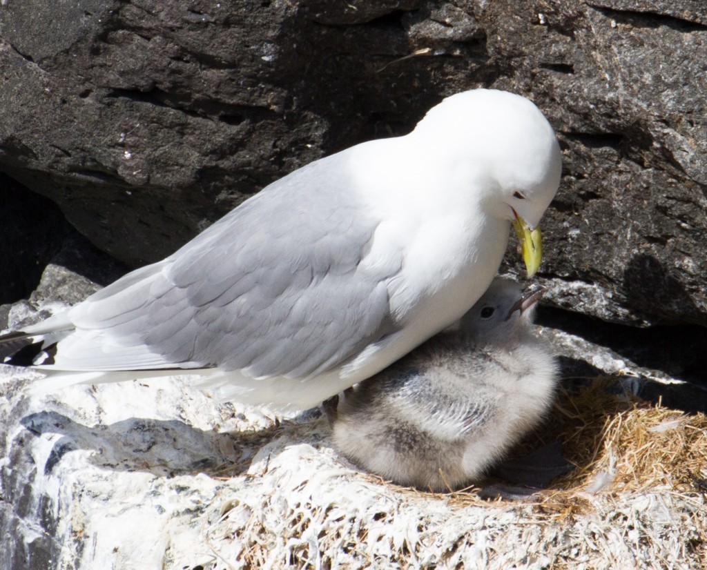 Zdjęcia: Islandia , Islandia , czułe słówka, ISLANDIA Zdjęcia: Islandia , Islandia , czułe słówka, ISLANDIA