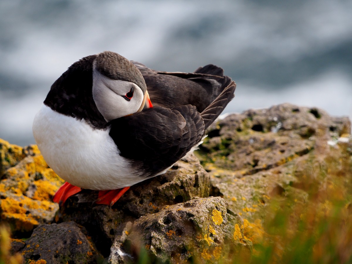 Zdjęcia: Klify Latrabjarg, Fiordy zachodnie, Wstydzioch, ISLANDIA Zdjęcia: Klify Latrabjarg, Fiordy zachodnie, Wstydzioch, ISLANDIA