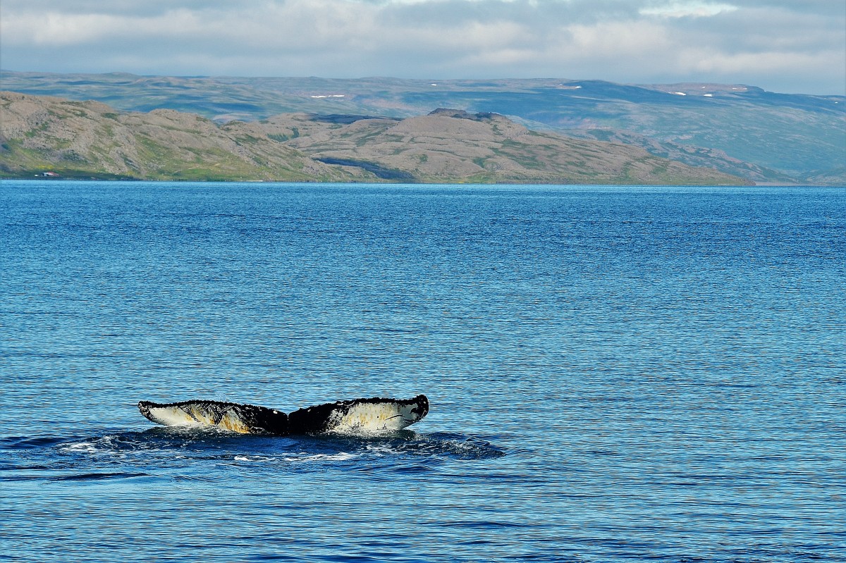 Zdjęcia: fiordy zachodnie, zachód kraju, W słonecznej Islandii, ISLANDIA Zdjęcia: fiordy zachodnie, zachód kraju, W słonecznej Islandii, ISLANDIA
