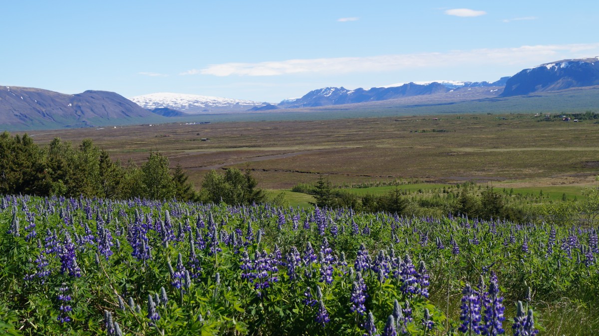 Zdjęcia: Thingvellir, Thingvellir, Pola łubinu, ISLANDIA Zdjęcia: Thingvellir, Thingvellir, Pola łubinu, ISLANDIA