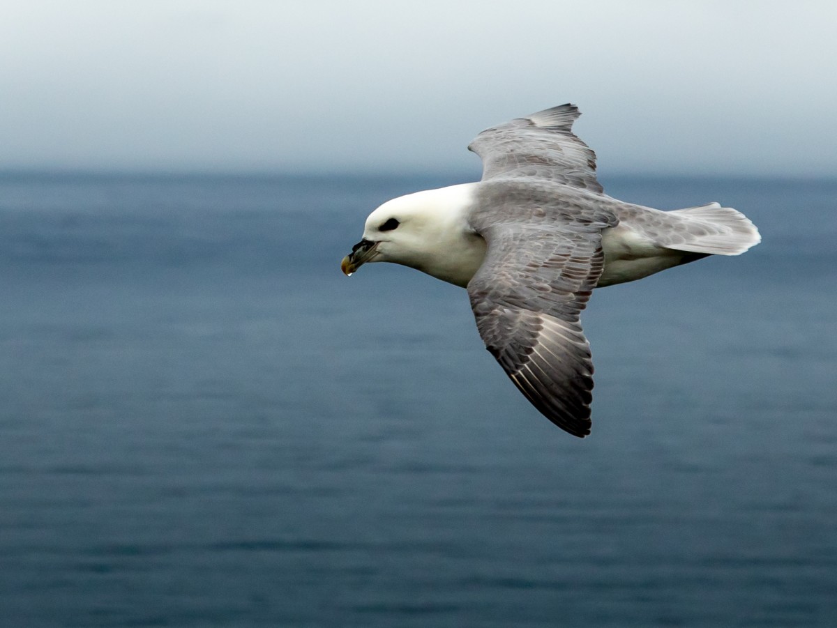 Zdjęcia: Latrabjarg, Islandia zachodnia, Fjordy Zachodnie, ISLANDIA Zdjęcia: Latrabjarg, Islandia zachodnia, Fjordy Zachodnie, ISLANDIA