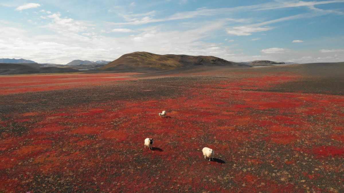 Zdjęcia: okolice jez. Hrauneyjalon, Iceland Interior, Islandzkie czerwone pastwiska, ISLANDIA Zdjęcia: okolice jez. Hrauneyjalon, Iceland Interior, Islandzkie czerwone pastwiska, ISLANDIA