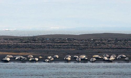 Zdjęcie ISLANDIA / Półwysep Vatnsnes / Hindisvik / Kolonia fok w Hindisvik