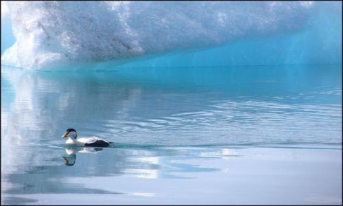 Zdjęcie ISLANDIA / Austur / Jokulsarlon / Edredon