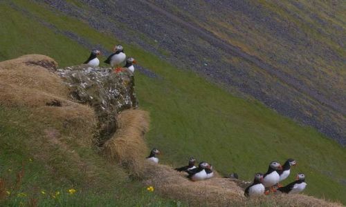 Zdjęcie ISLANDIA / Wyspy Westmanów / Wyspa Heimaey / Życie towarzyskie