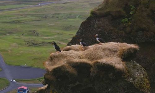 Zdjęcie ISLANDIA / Wyspy Westmanów / Wyspa Heimaey / Patrol