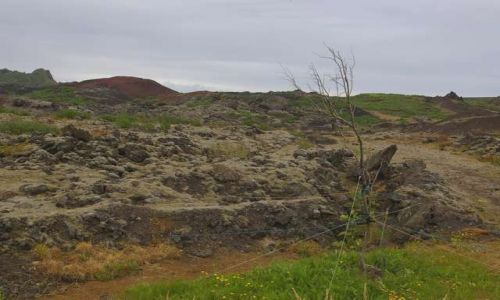 Zdjęcie ISLANDIA / Wyspy Westmanów / Wyspa Heimaey / Drzewu na ratunek