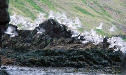 Zdjecie ISLANDIA / brak / Półwysep Hornstrandir / Ulotność