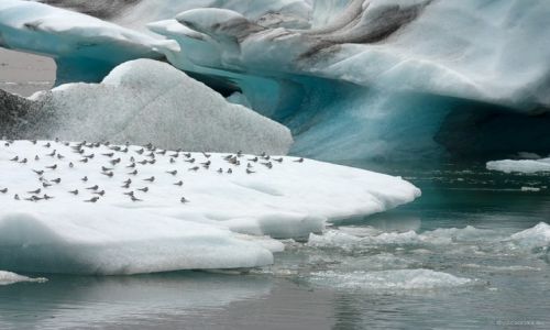Zdjecie ISLANDIA / - /  Jkulsrln  /  Jkulsrln 