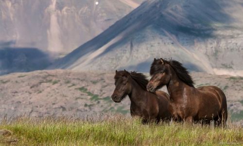 Zdjecie ISLANDIA / - /  Stafafell  /  Stafafell 