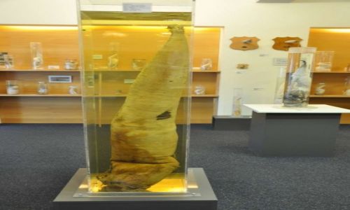 Zdjcie ISLANDIA / Capital / Reykjavik / Muzeum Fallologiczne (muzeum penisa)