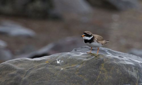 Zdjecie ISLANDIA / Islandia zachodnia / Islandia zachodnia / wrbel tygrysi?