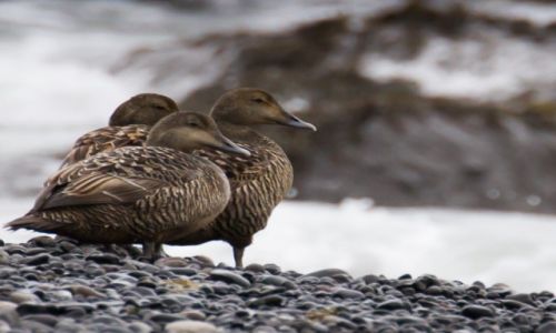 Zdjecie ISLANDIA / Islandia poudniowa / Islandia poudniowa / Potrjne widzenie