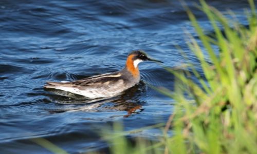 Zdjcie ISLANDIA / Pnocna Islandia / jezioro Myvatn / prawdopodobnie patong szydodzioby