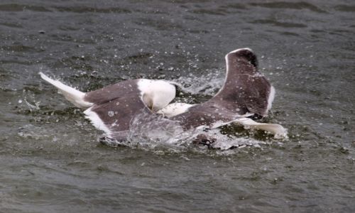 Zdjęcie ISLANDIA / Południowa Islandia / Rejkiawik / walczące mewy