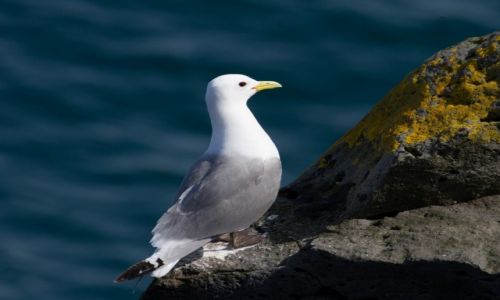 Zdjcie ISLANDIA / Islandia  / Islandia  / Fulmar