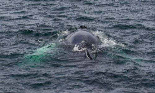 Zdjęcie ISLANDIA / islandia północna / okolice Husavik / whale watching