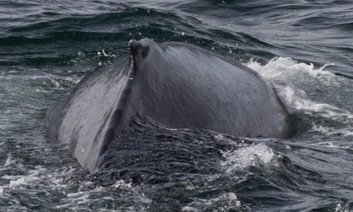 Zdjęcie ISLANDIA / islandia północna / okolice Husavik / whale watching
