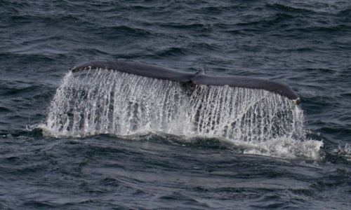 Zdjcie ISLANDIA / islandia pnocna / okolice Husavik / whale watching