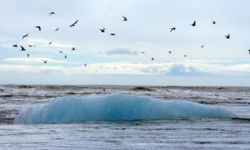 Zdjęcie ISLANDIA / południowa Islandia / Jokursalon / leżący olbrzym