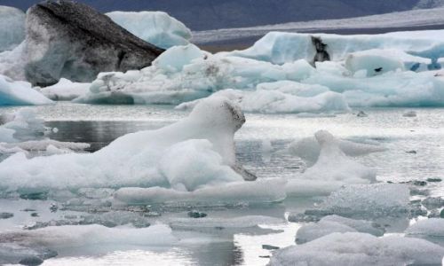 Zdjecie ISLANDIA / południowa Islandia / Jokursalon / foka i foczka