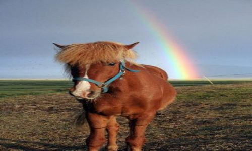 Zdjecie ISLANDIA / Pnocna Islandia / Niedaleko Husaviku / konik