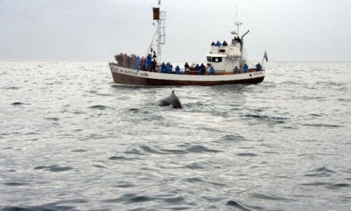 Zdjecie ISLANDIA / Pnocna Islandia / Husavik / na kursie kolizyjnym