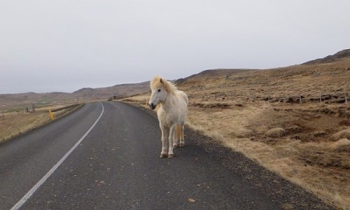 Zdjecie ISLANDIA / Islandia / Islandia / you shall not pass