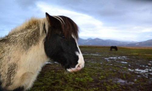 Zdjecie ISLANDIA / - / Islandia / Islandia -Grudzien 2016