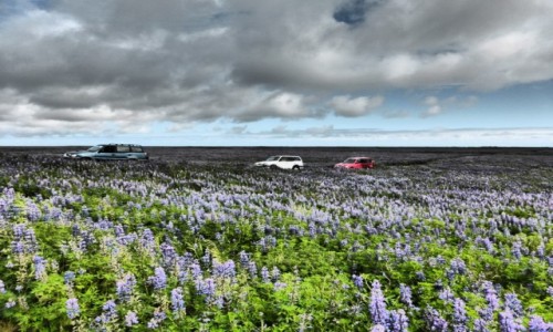 Zdjecie ISLANDIA / Islandia / Islandia / Niespotykane jak na islandzki krajobraz kwiatki ;)