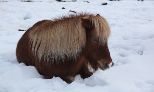 Zdjecie ISLANDIA / Reykjavik / Hafnarfjordur / Konik