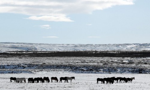Zdjecie ISLANDIA /  Geysir / Strokkur  / Koniki