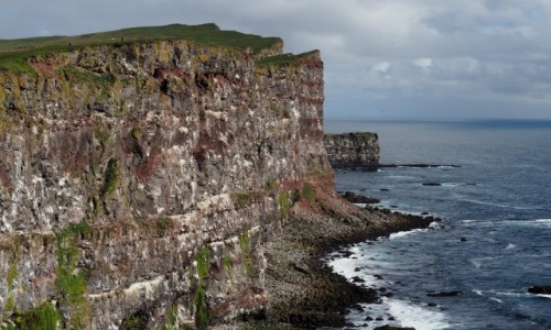 Zdjcie ISLANDIA / Fiordy zachodnie / Klify Latrabjarg / Klif