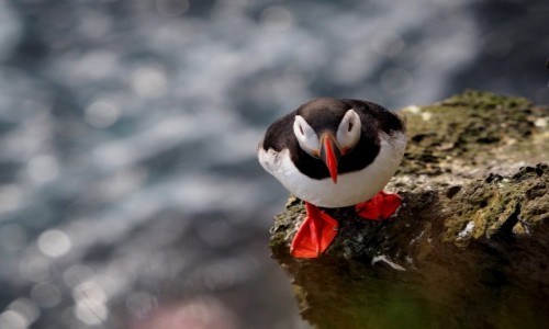 Zdjcie ISLANDIA / Fiordy zachodnie / Klify Latrabjarg / Maskonurek
