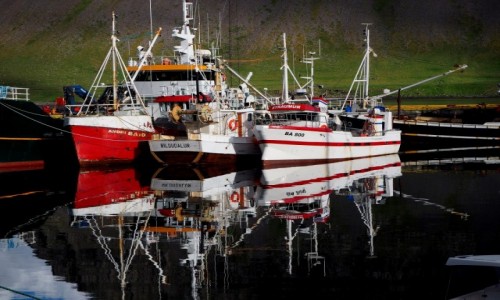 Zdjcie ISLANDIA / Fiordy Zachodnie / Bildudalur / Porcik